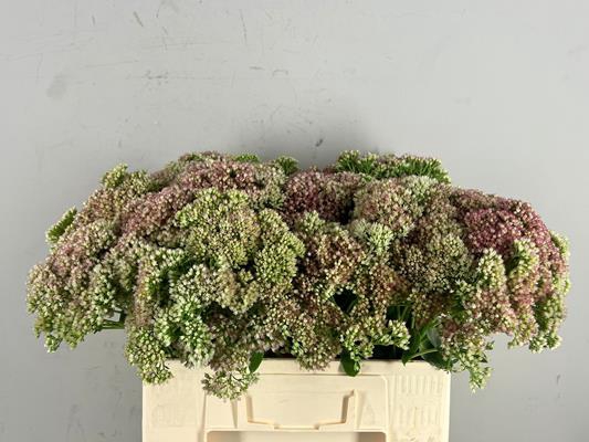 Sedum Spectabile