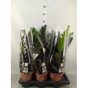 Zamioculcas zamiifolia 'Dowon'