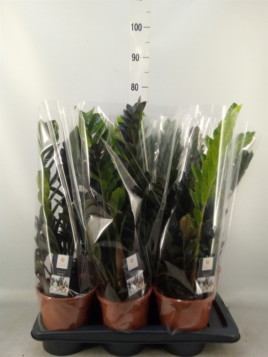 <h4>Zamioculcas zamiifolia 'Dowon'</h4>