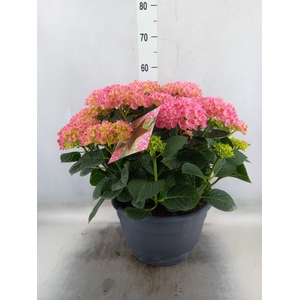 Hydrangea mac.