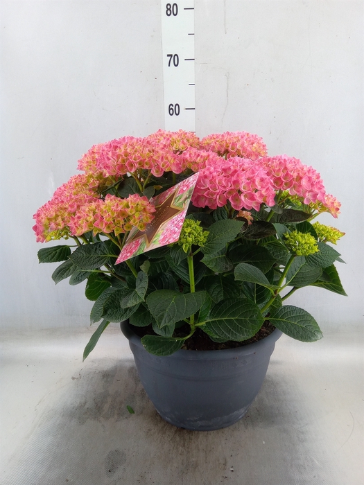 <h4>Hydrangea mac.</h4>