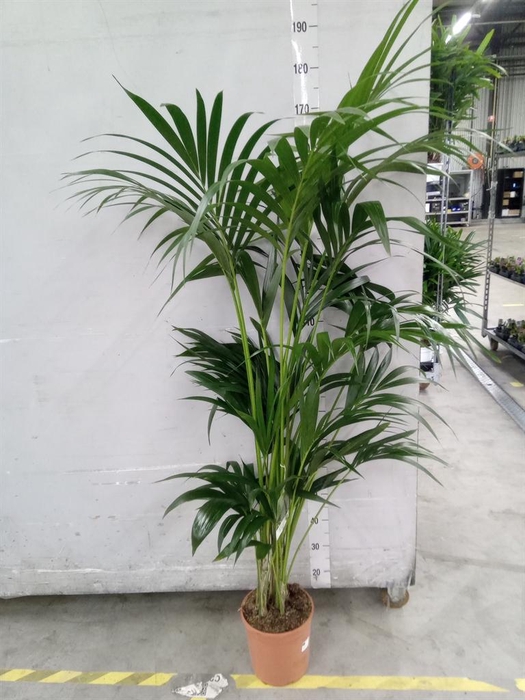 <h4>Howea forsteriana</h4>