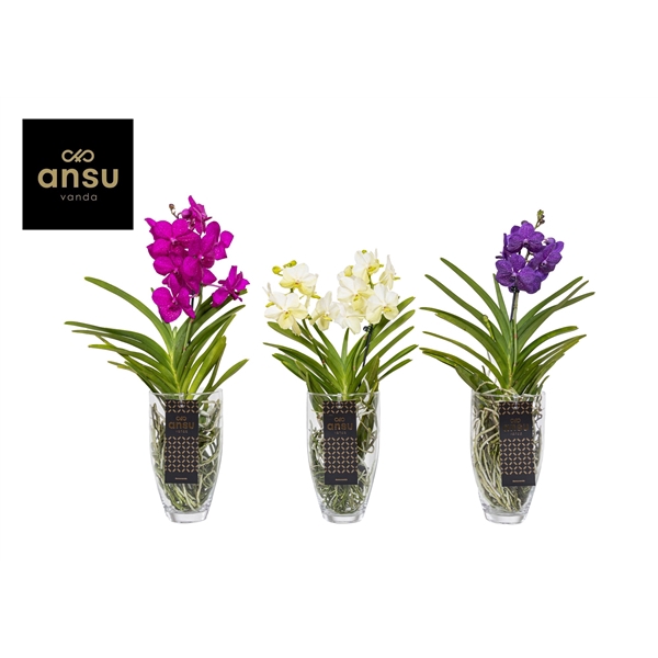 <h4>Vanda Charlotte Colour Mix</h4>