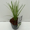 Cortaderia selloana Pumila