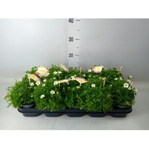 Saxifraga arend. 'Ice Colour Pearl'