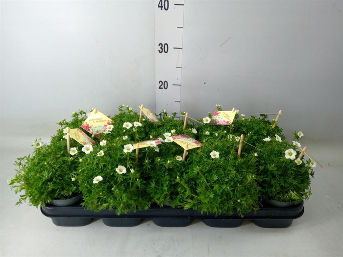 <h4>Saxifraga arend. 'Ice Colour Pearl'</h4>