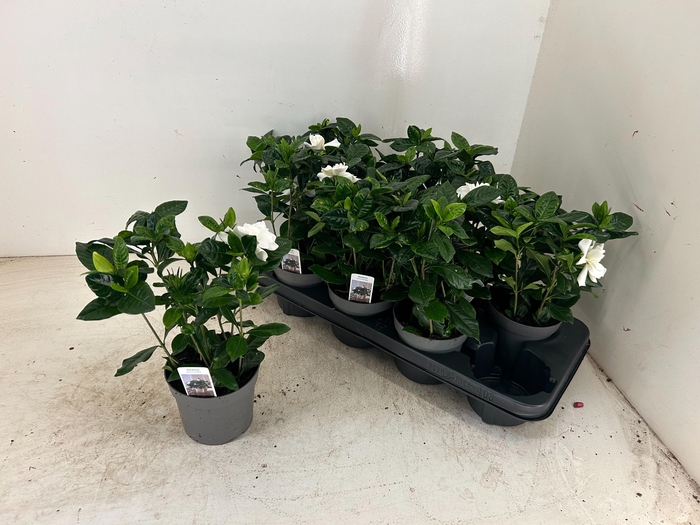 <h4>GARDENIA JASMINOIDES</h4>