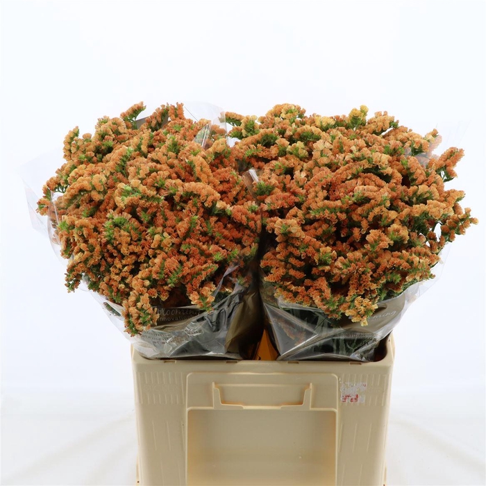 <h4>Statice Royal Orange</h4>