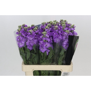 Matthiola Iron Blue