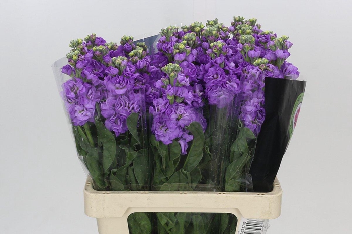 <h4>Matthiola Iron Blue</h4>