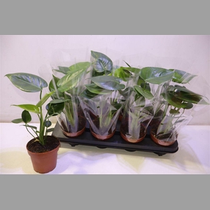Monstera Deliciosa