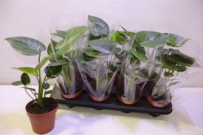 <h4>Monstera Deliciosa</h4>