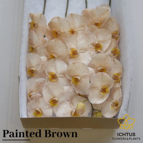 <h4>Phalaenopsis Coloured Brown 9</h4>