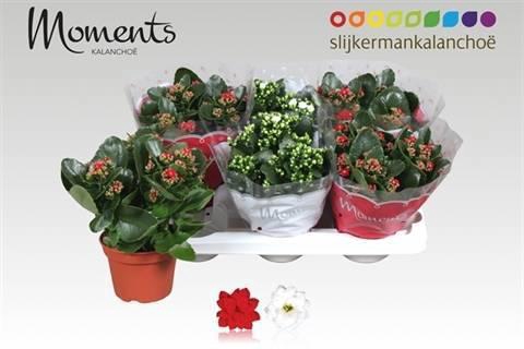 <h4>KAL GE GEM 2 KL</h4>