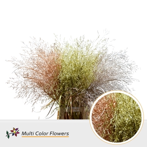 Panicum Kerst Mix Metallic