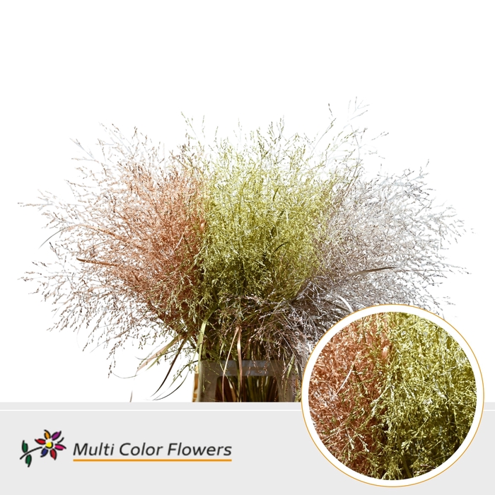 <h4>Panicum Kerst Mix Metallic</h4>