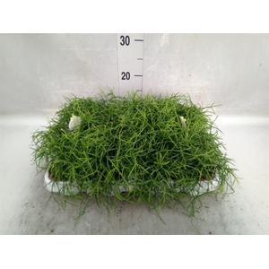 Rhipsalis cassutha