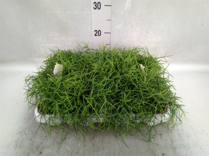 <h4>Rhipsalis cassutha</h4>