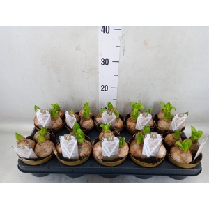 Hyacinthus orie. 'Pearl White'