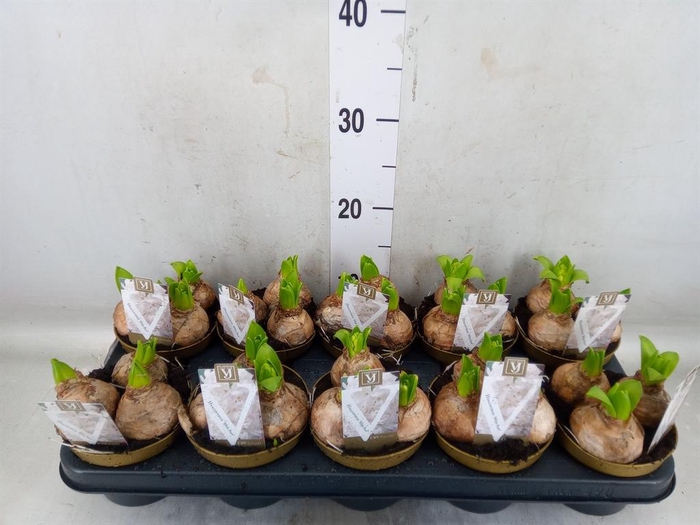 <h4>Hyacinthus orie. 'Pearl White'</h4>