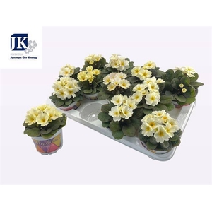 !! PROMO !! PRIM ACAULIS OBSIDIAN YELLOW