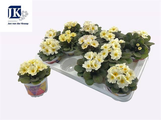 <h4>!! PROMO !! PRIM ACAULIS OBSIDIAN YELLOW</h4>