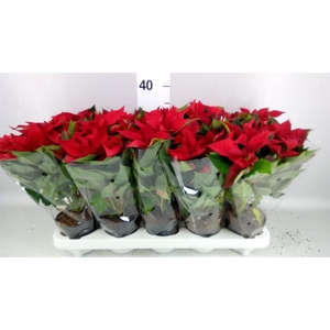 Euphorbia pulc. 'Christ Universe'