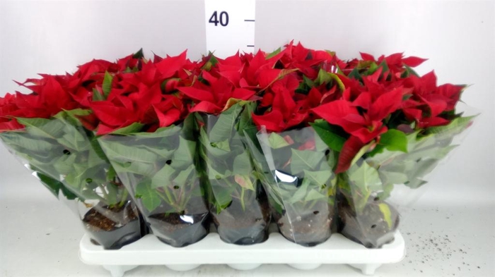 <h4>Euphorbia pulc. 'Christ Universe'</h4>