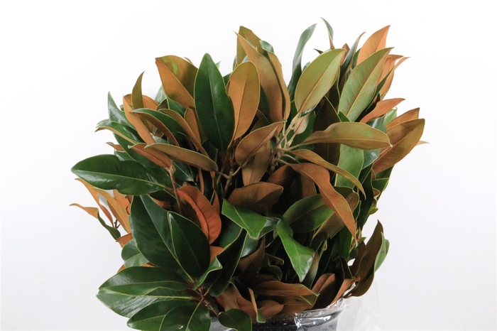 <h4>Magnolia 300gr P Bunch</h4>