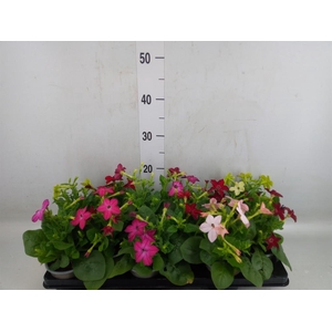 Antirrhinum majus   ...mix
