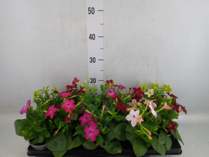 <h4>Antirrhinum majus   ...mix</h4>