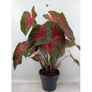 Caladium   ...