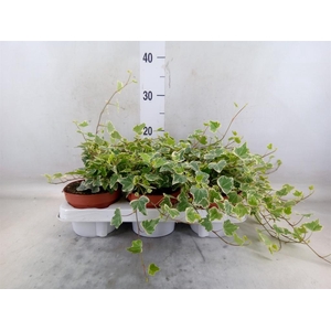 Hedera helix 'White Wonder'