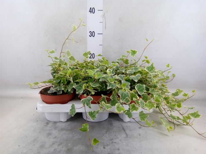 <h4>Hedera helix 'White Wonder'</h4>