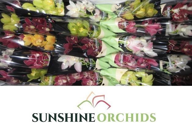 <h4>CYMB MI GEM</h4>