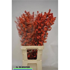 Ilex La Range