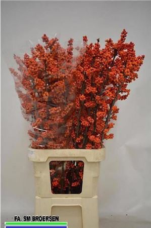<h4>Ilex La Range</h4>