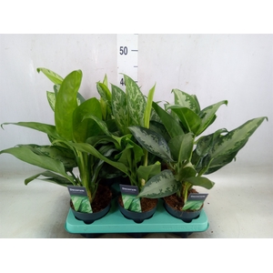 Aglaonema   ...mix
