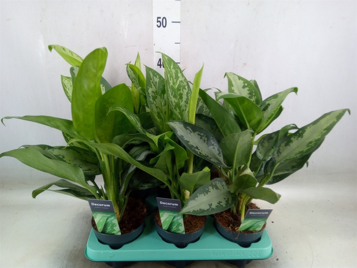 <h4>Aglaonema   ...mix</h4>