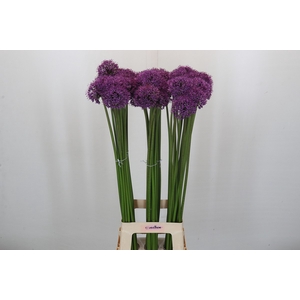 Allium Gladiator
