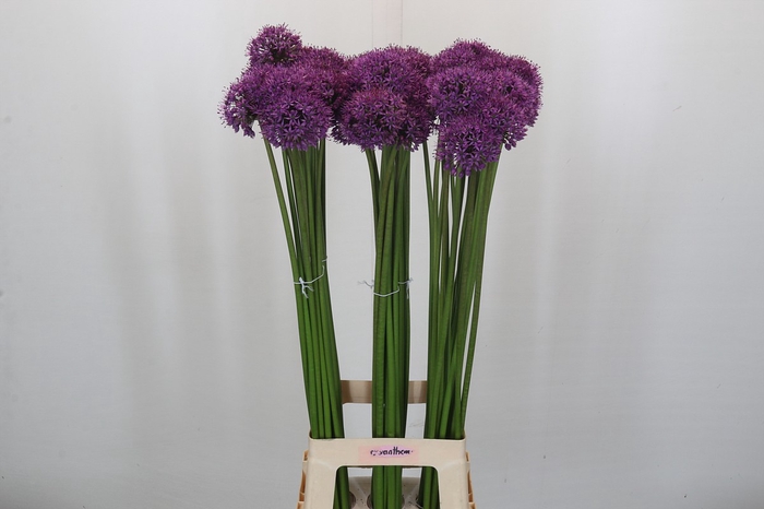<h4>Allium Gladiator</h4>
