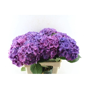 Hydr M Sibilla Purple