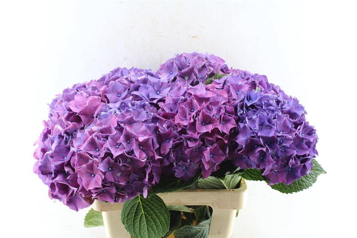 <h4>Hydr M Sibilla Purple</h4>