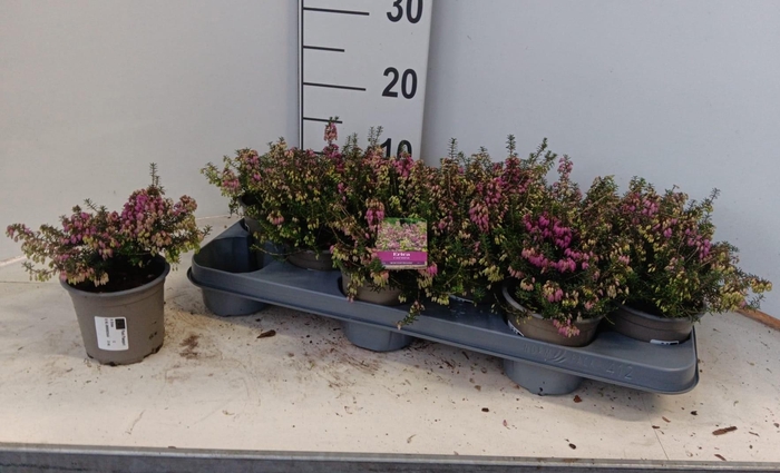 <h4>ERIC CAR WINTERFREUD</h4>