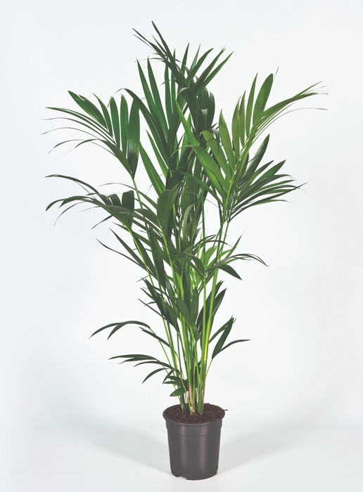 <h4>Howea forsteriana 130cm (Kentia) Decorum</h4>