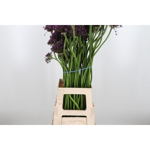 Allium Miami
