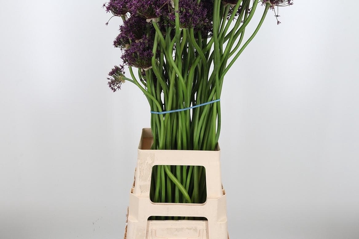 Allium Miami