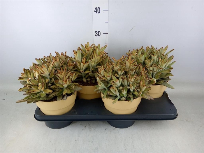 <h4>Kalanchoe NF tomentosa</h4>