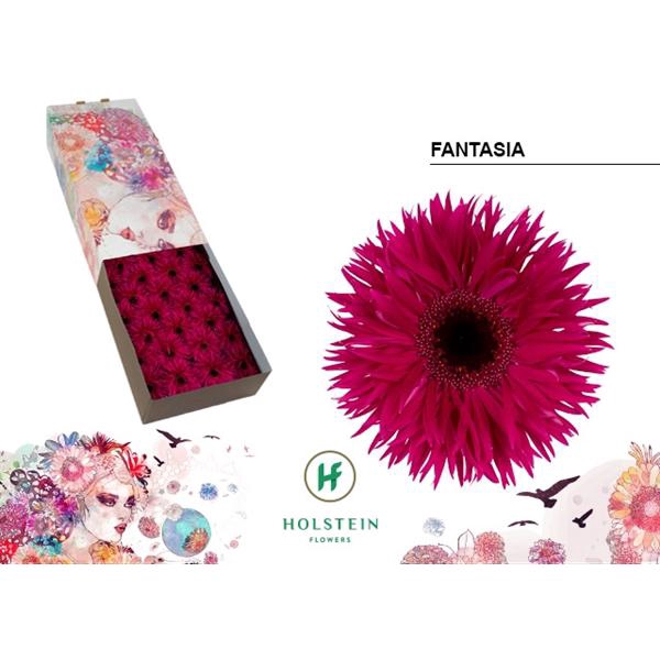 <h4>Ge Gr Spider Fantasia Box Holstein</h4>
