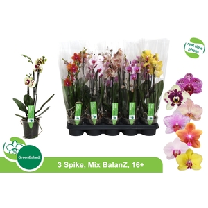 PHAL GEM